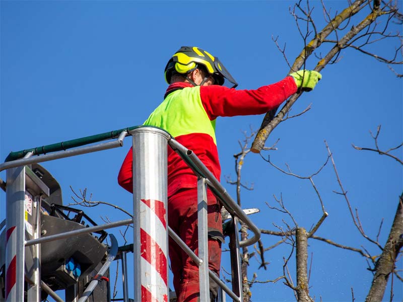 Bäume beschneiden per Hebebühne