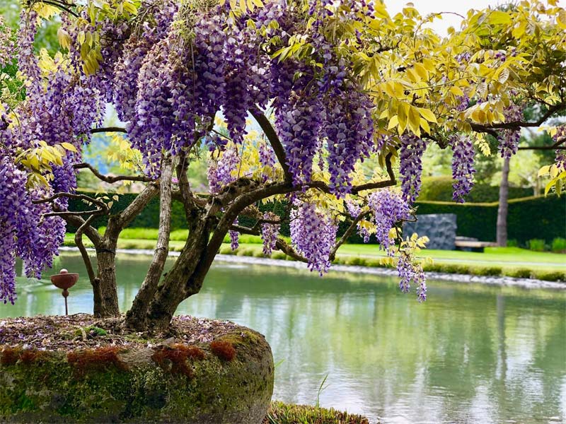 Blühender Blauregen