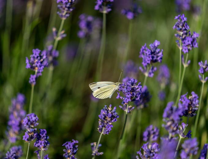 Schmetterling im blühenden Lavendel