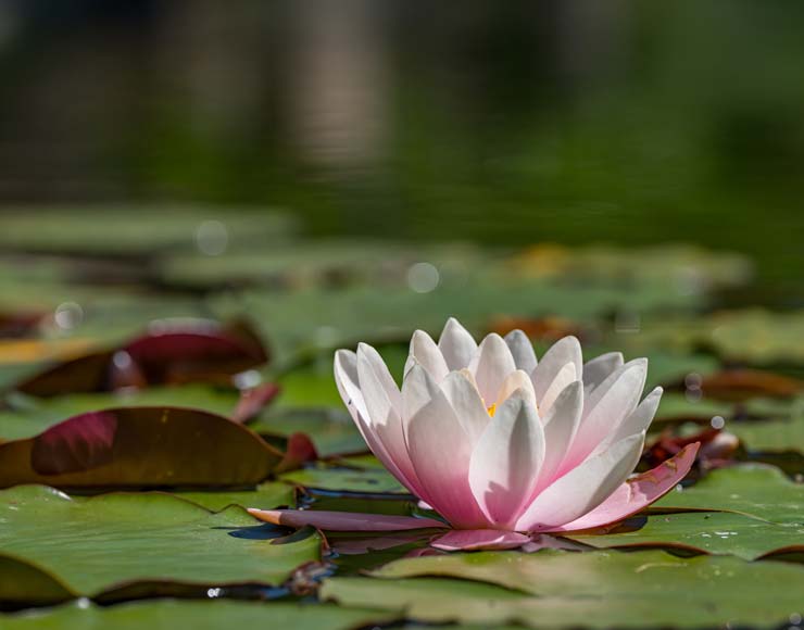 Seerose im Schwimmteich