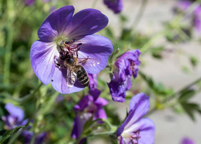 Honigbiene an einer Blüte