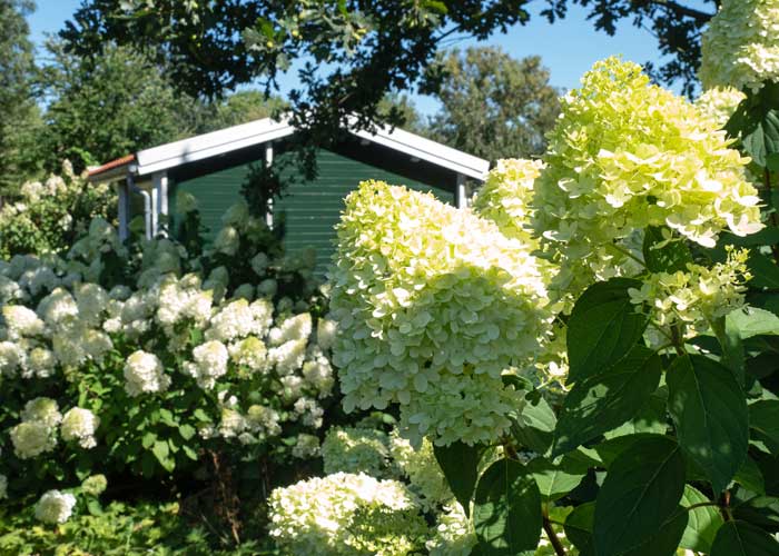 Garten mit Bauernhortensien