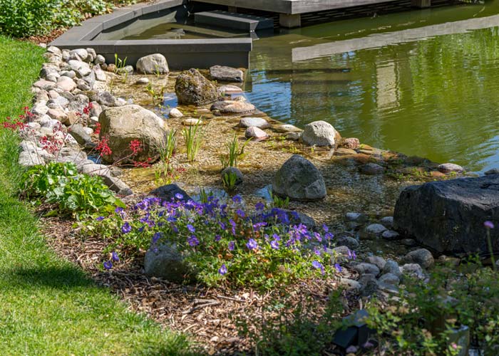 Naturgarten mit Uferbepflanzung am Schwimmteich