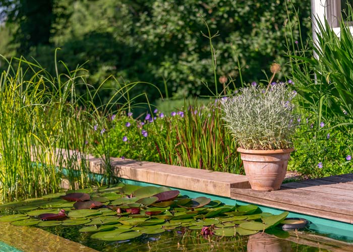 Pflanzen am Schwimmteich