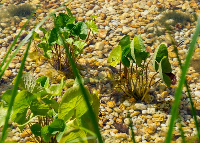 Wasserpflanzen und klares Wasser